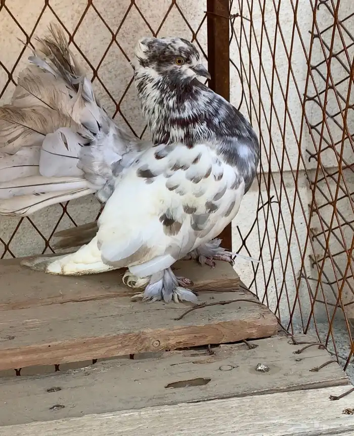 حمام ذكر رقاصي وذكر حمام شيرازي 2