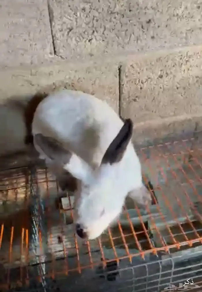 أرانب للبيع 0