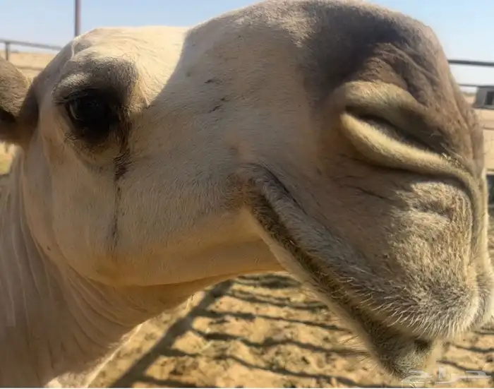 فحل رماني منتج للبيع 2