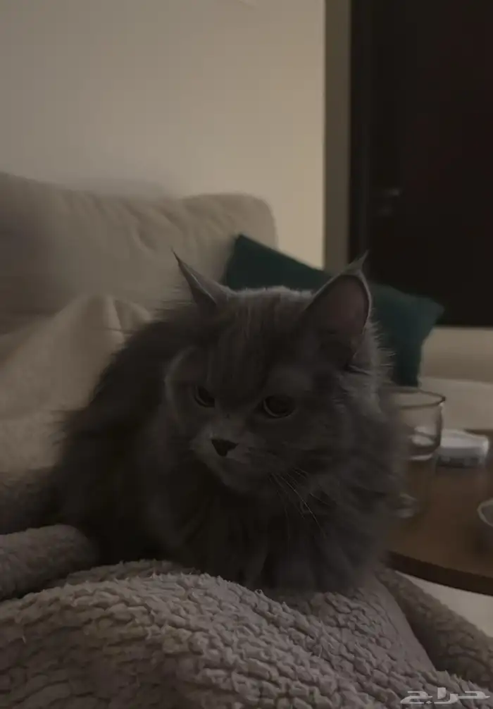 قطة للتبني مجانا 2