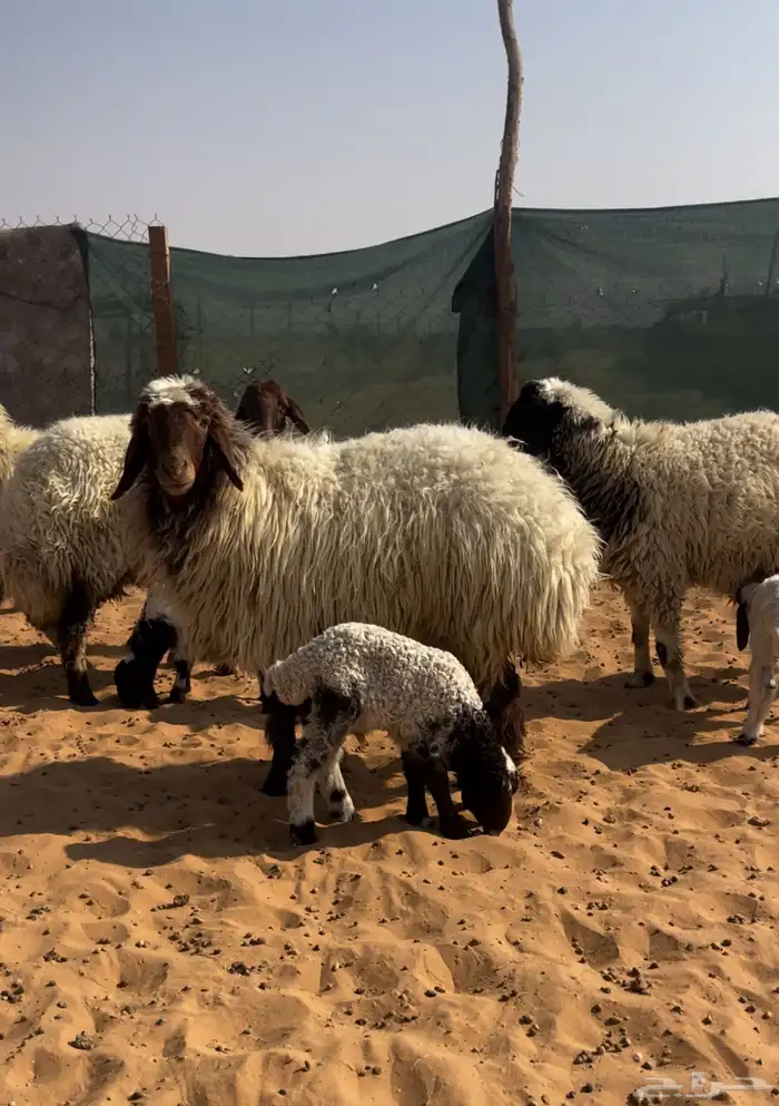 اربع متابيع ثنتين ثنيات وثنتين رباعيات يتبعها خروفين ورخلين 1