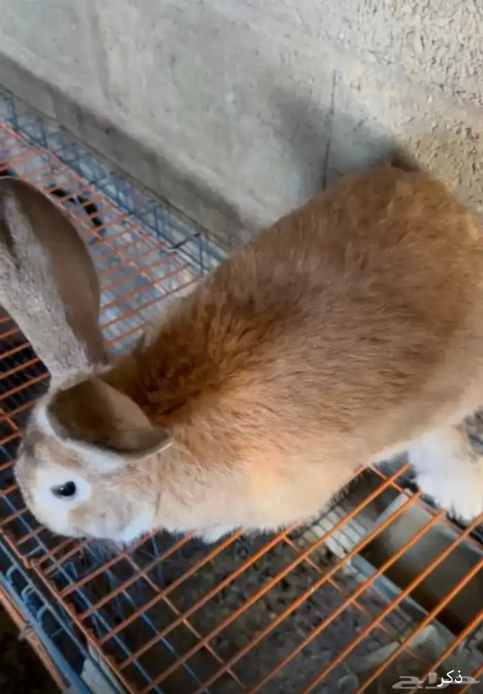 أرانب للبيع 1