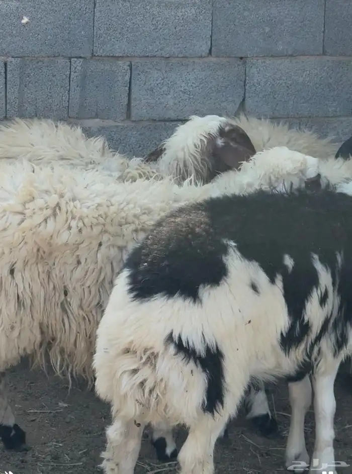 نعيم لبيع خمس رخال وخروف نظيفه مشروطه العمر من خمس شهور ال 1