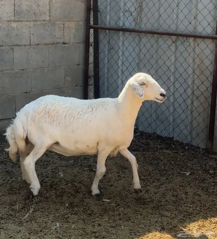 نعجة بلدية فل شحم ( حميسة ) ( كامل او نص ) 0