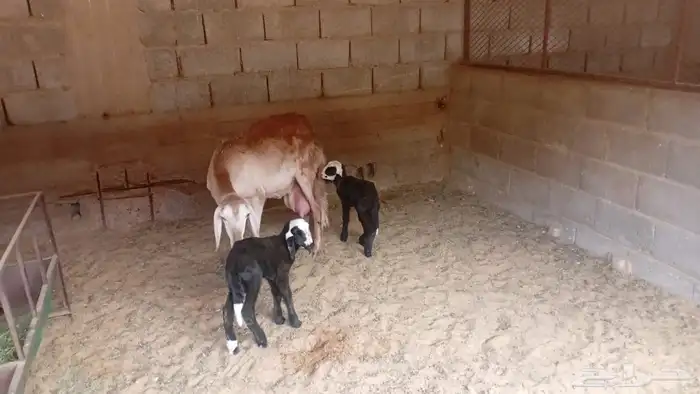 شاه ساكنيه معها توم 1