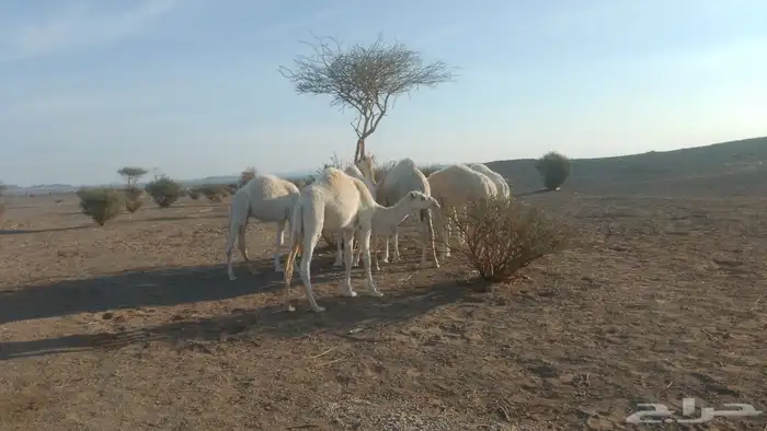 حشو نظيف العدد 6 1