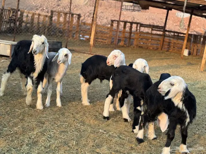 ضان نجد ولد 4