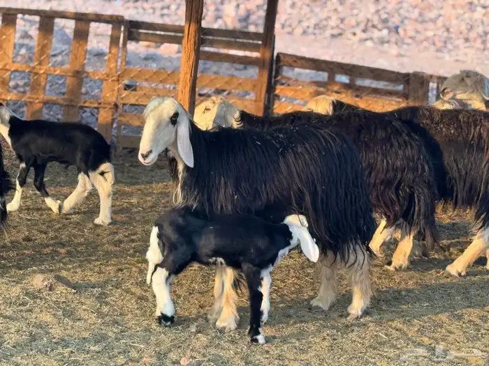 ضان نجد ولد 3