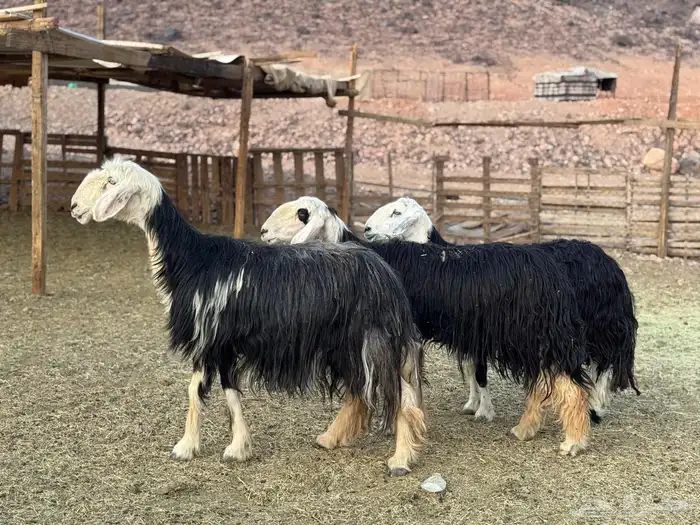 ضان نجد ولد 9