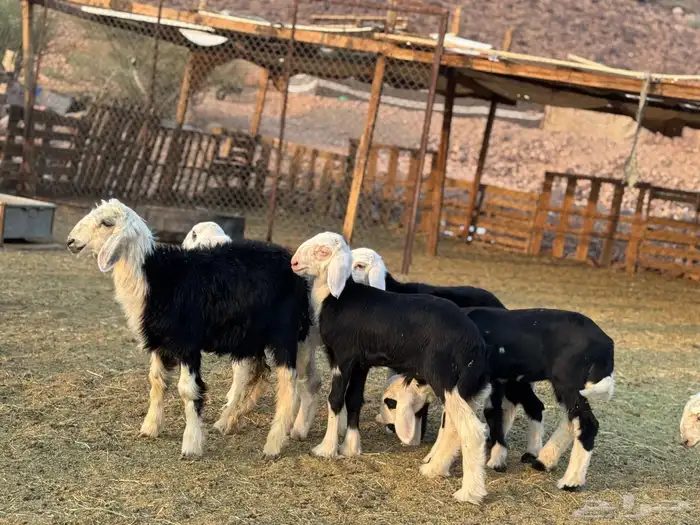 ضان نجد ولد 6