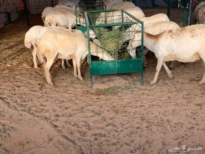 غنم رفيديات حصيب 7