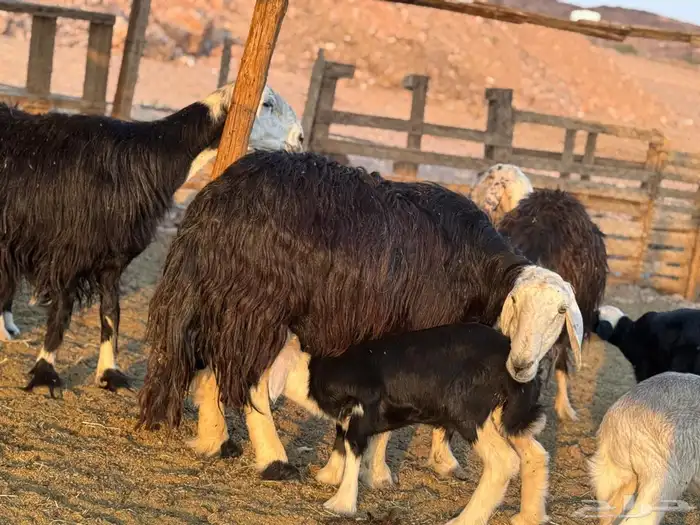 ضان نجد ولد 2