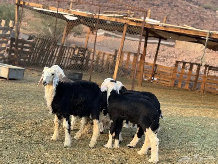 ضان نجد ولد 5