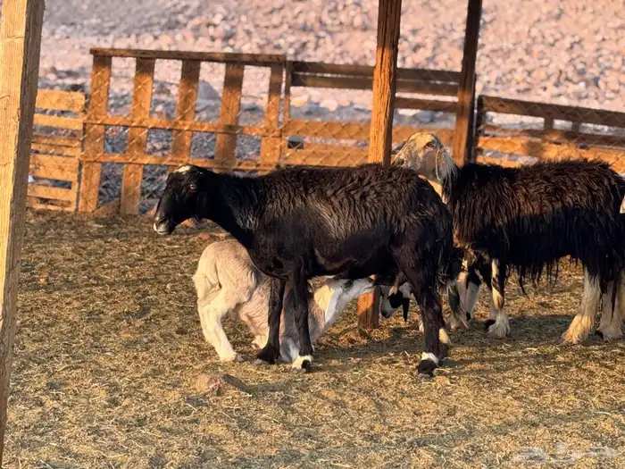 ضان نجد ولد 1