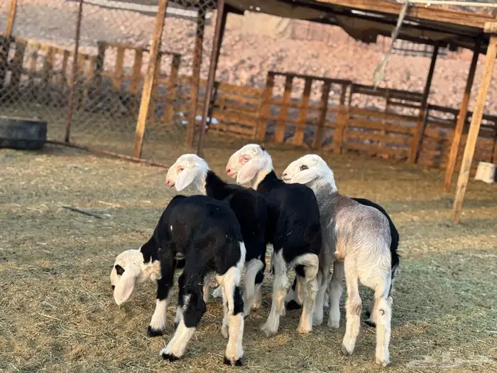 ضان نجد ولد 10