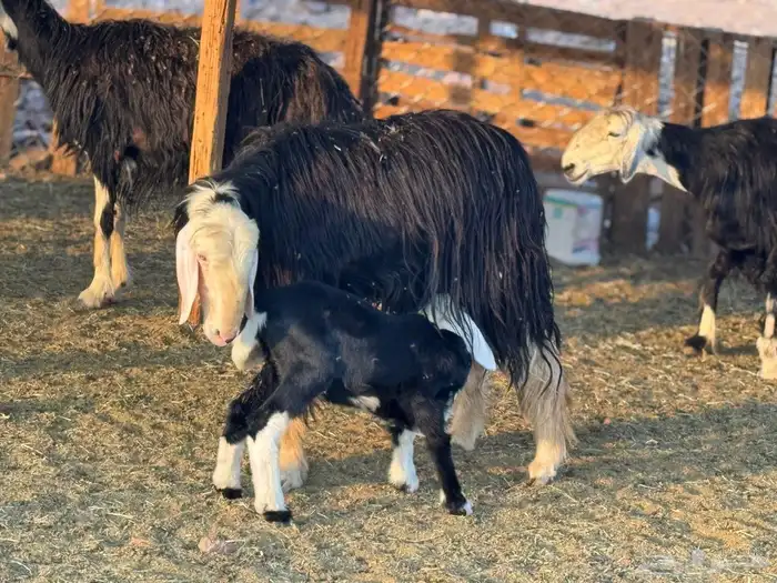 ضان نجد ولد 0