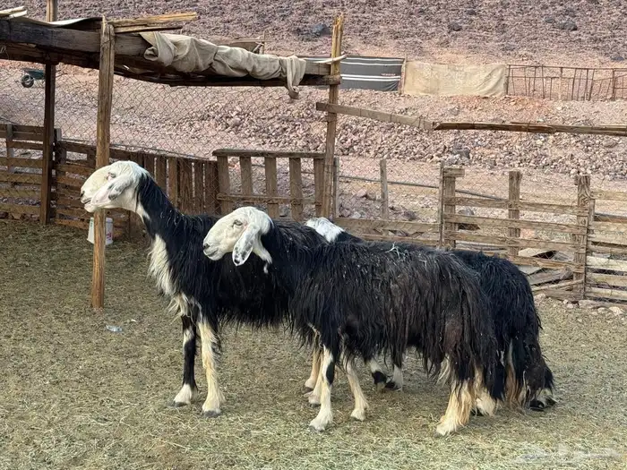 ضان نجد ولد 7