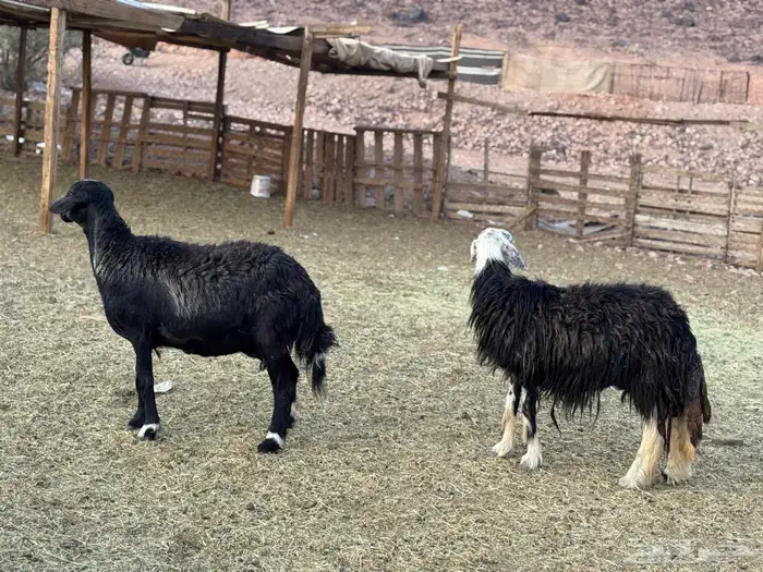 ضان نجد ولد 8