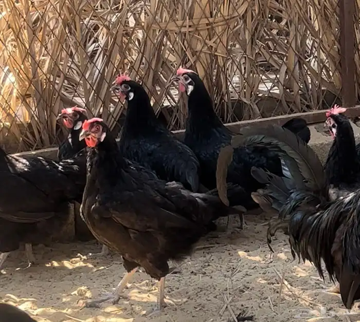 المهرج الاسباني 1