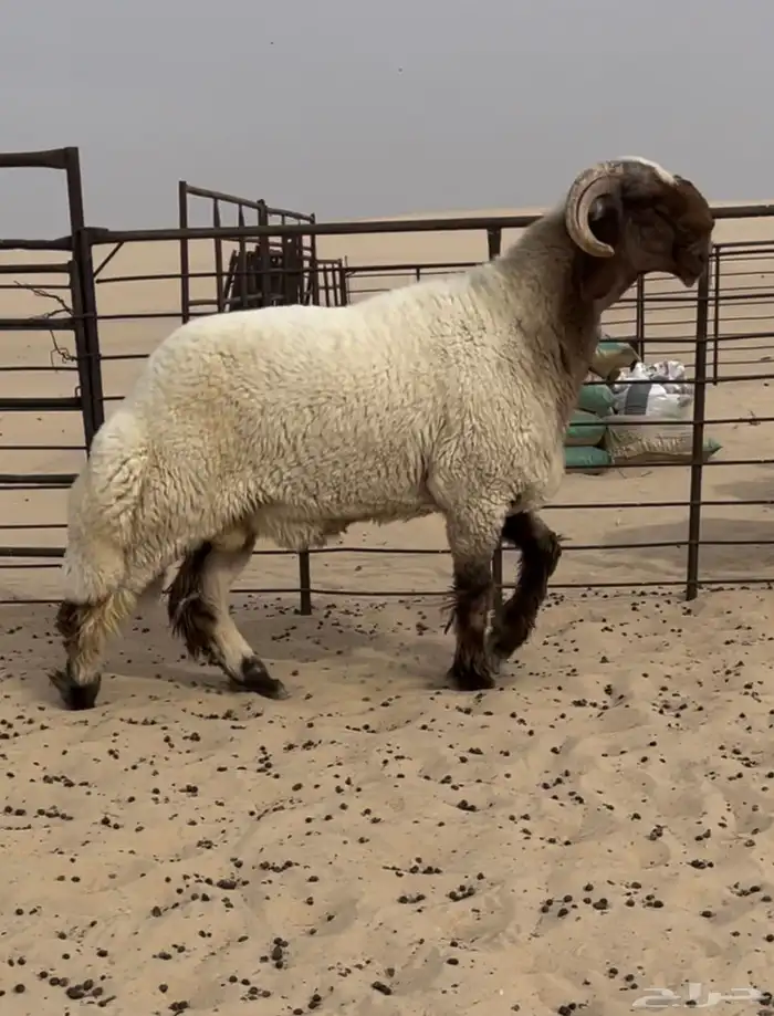 جذع صنف مشروع فحل 1