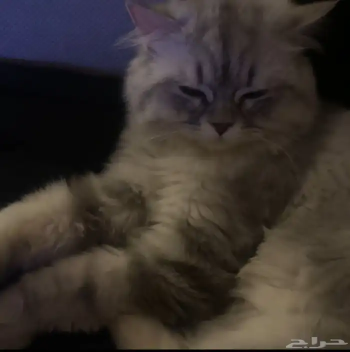 قطة شيرازي للتبني 2