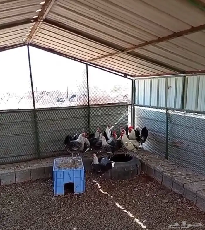 دجاج فيومي 12 دجاجه و2ديوك 0