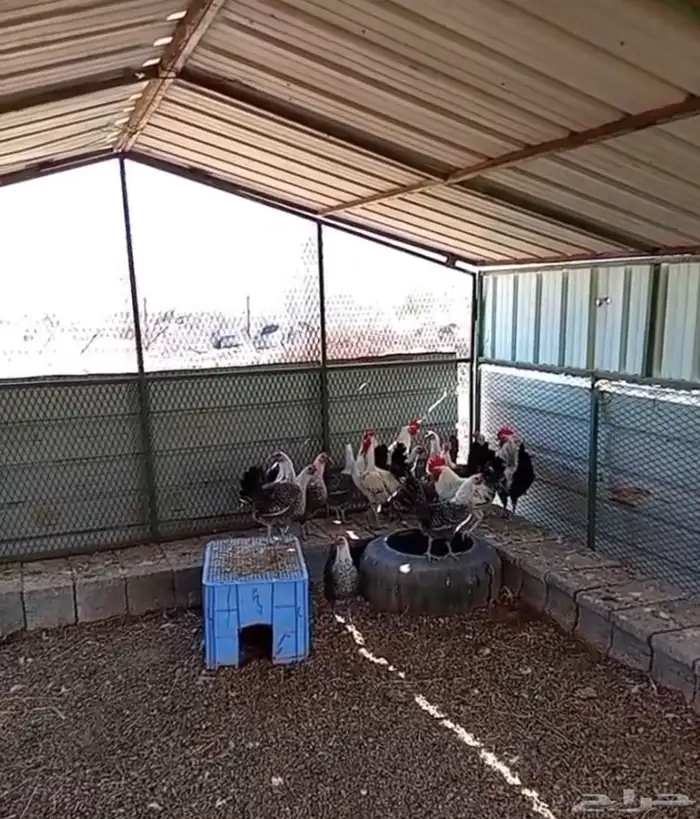 دجاج فيومي 12 دجاجه و2ديوك 1