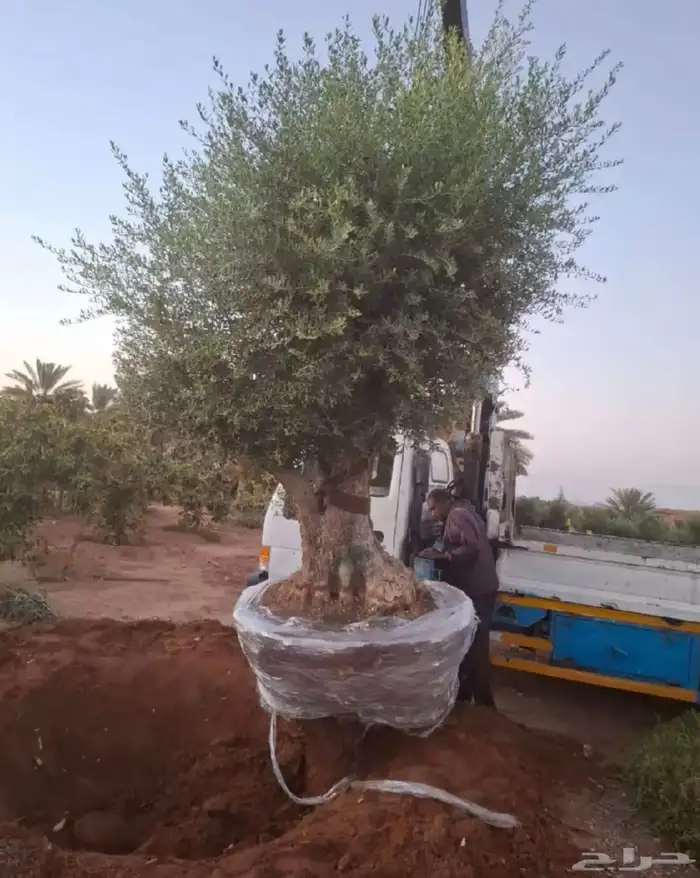 شجره زيتون 2