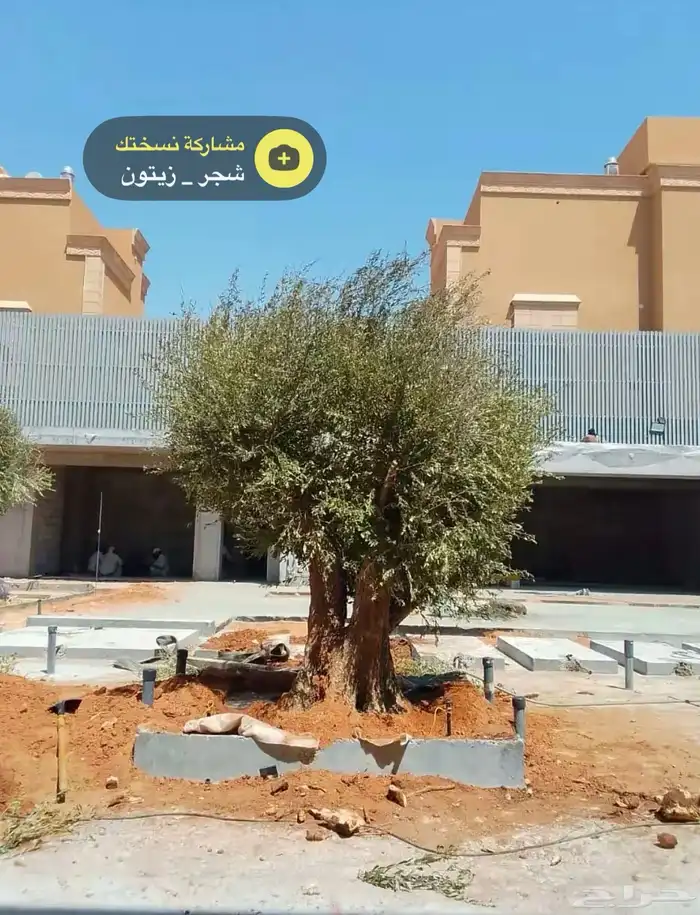 شجره زيتون 5