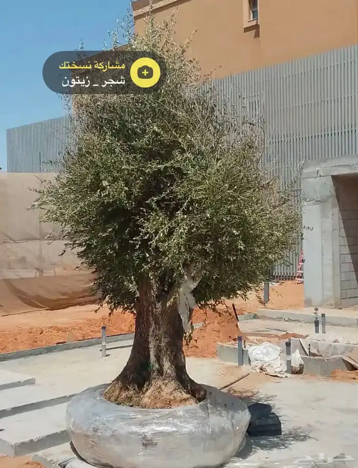 شجره زيتون 7