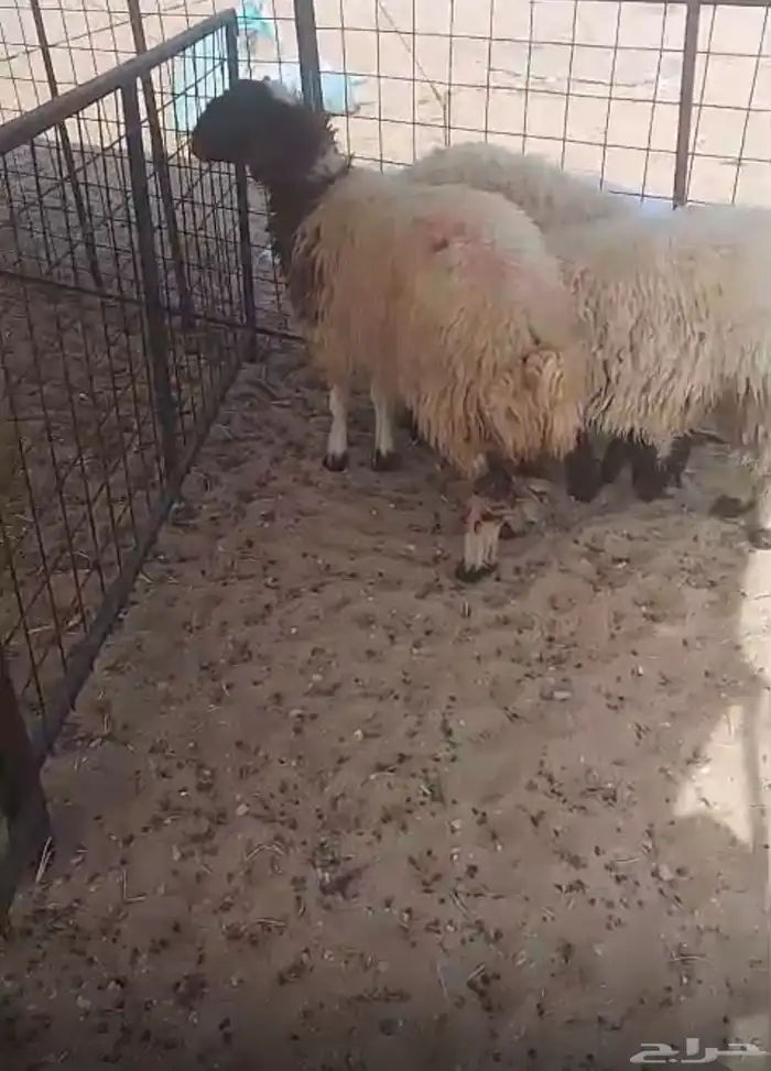 رخال جذعات 0