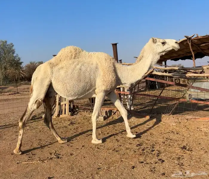 خلفه وضحاء 3