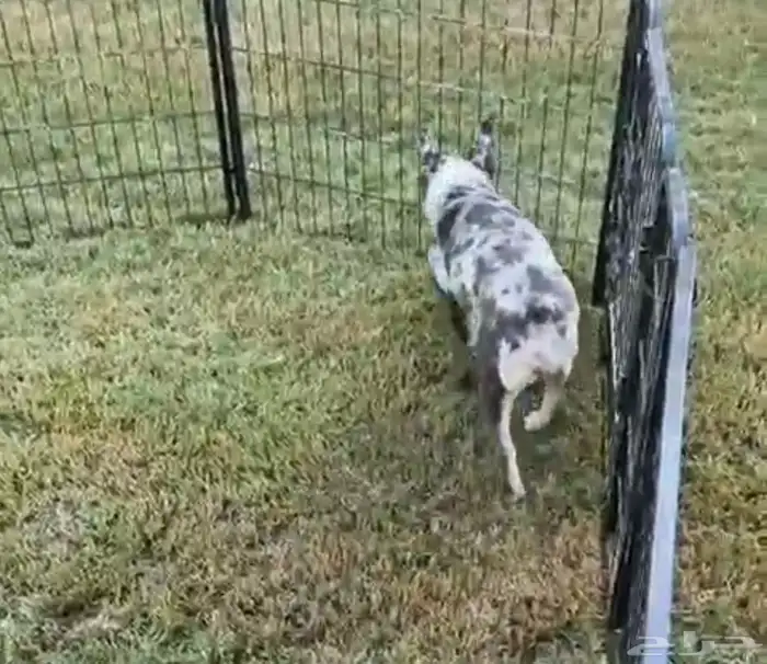 انثى فرنش مميزه 1