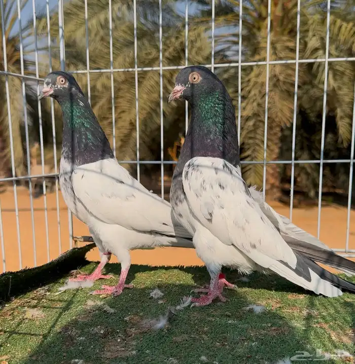 جوز حمام تيدي بيور مستوى بطل ماشاءالله 3