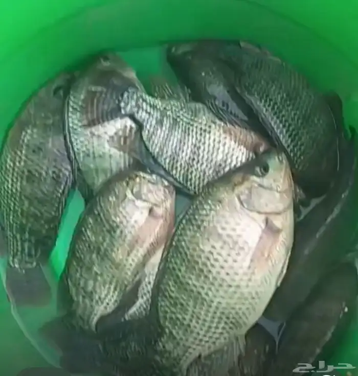 سمك بلطي نظيف وأحجام طيبة 1