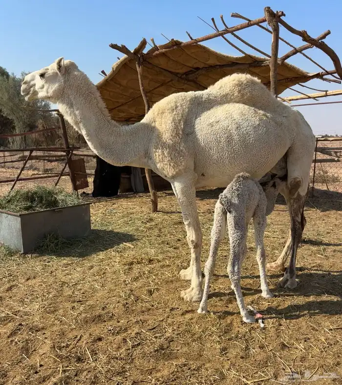 خلفه وضحاء 6