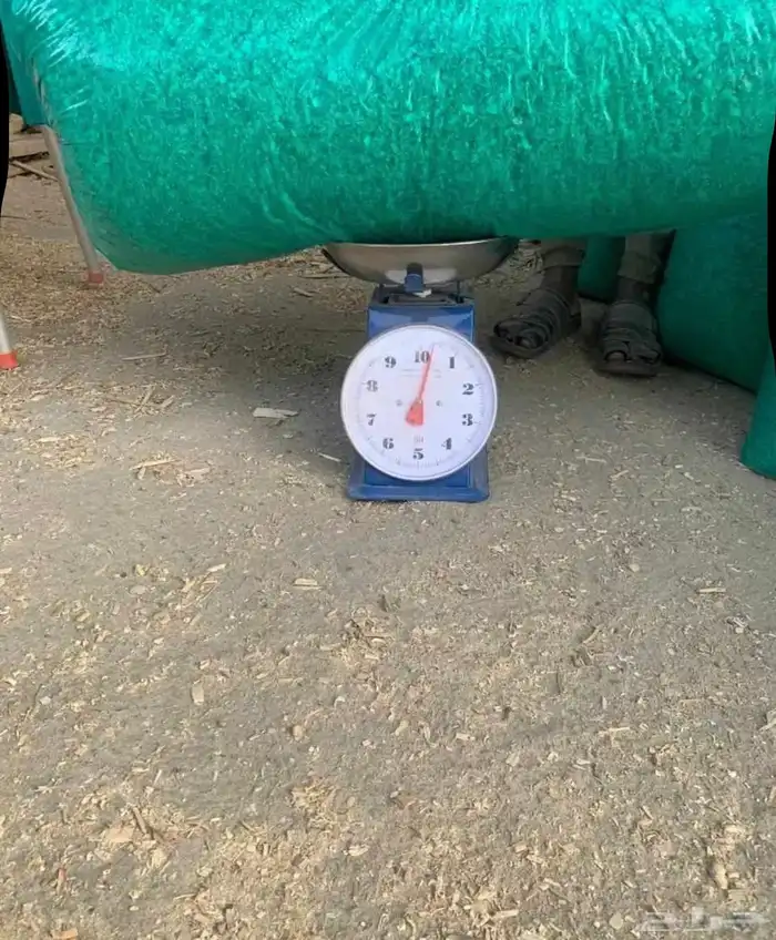 نشارة دواجن وخيول 1