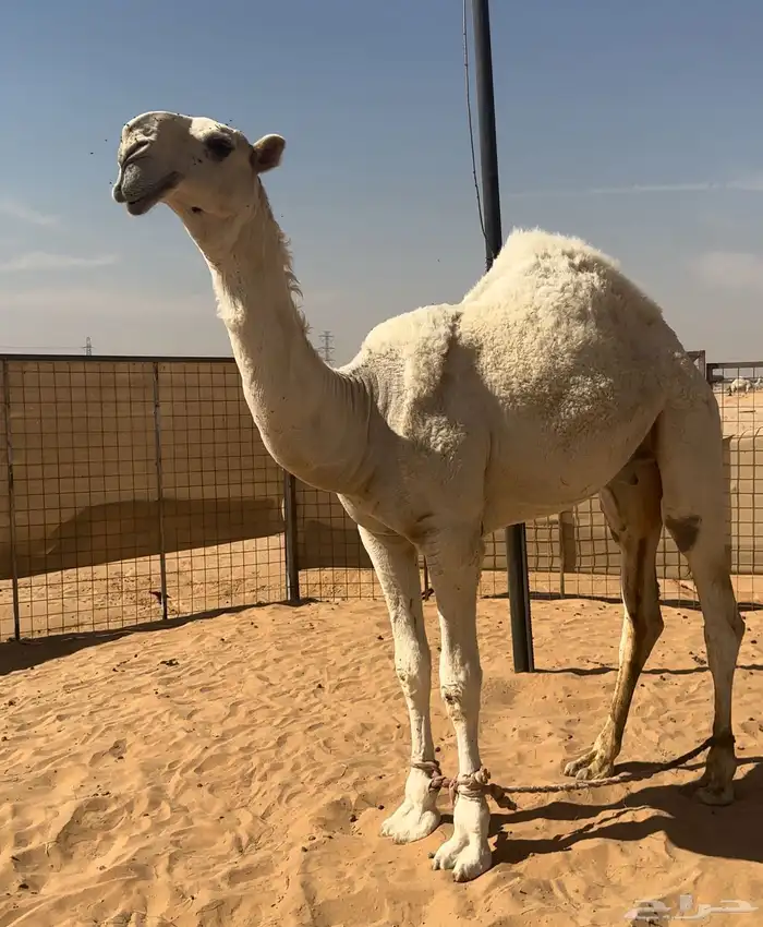 قعود فاخر تمامي وعلى الشرط 2