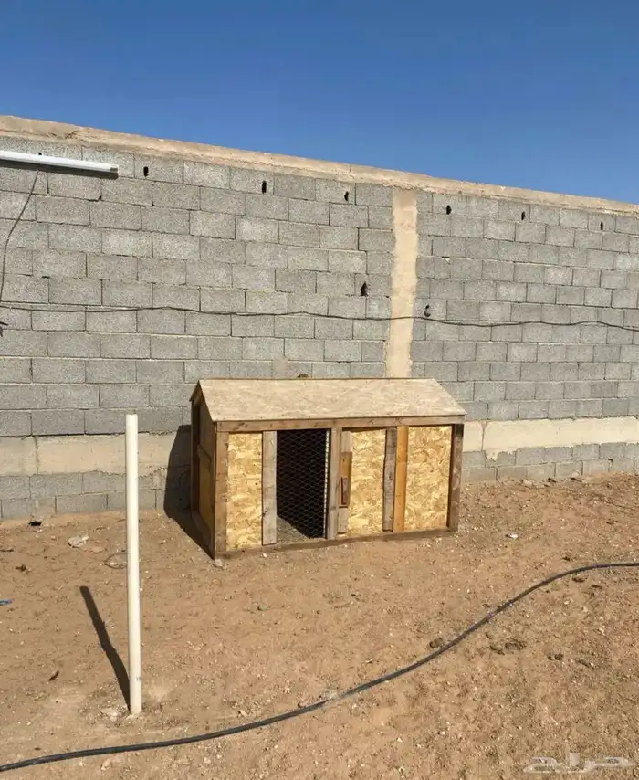 رومي 2 صندوق دجاج 0