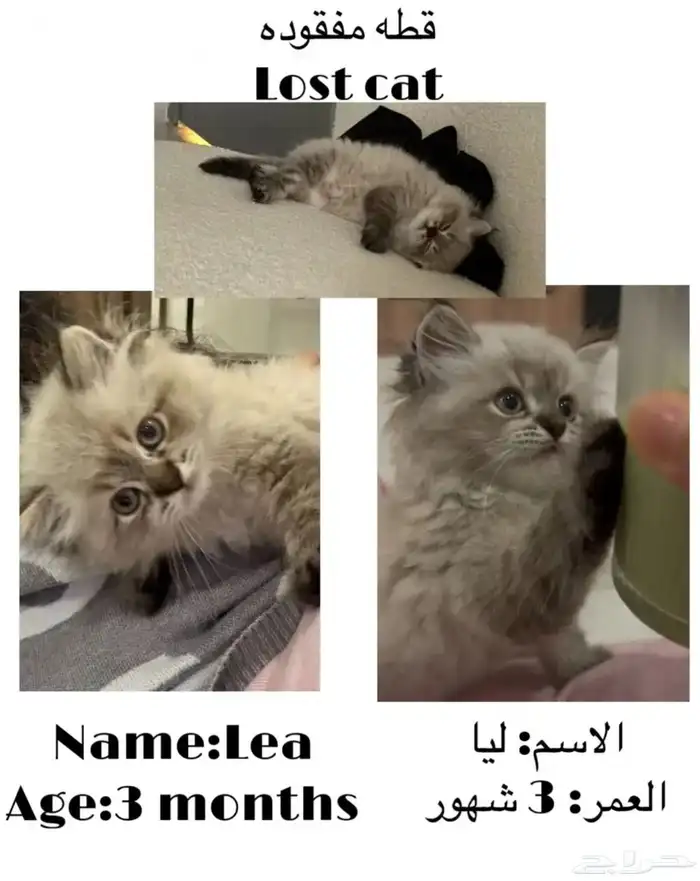 قطه مفقوده في الإسكان الجنوبي الأبيض وا الرمادي 0