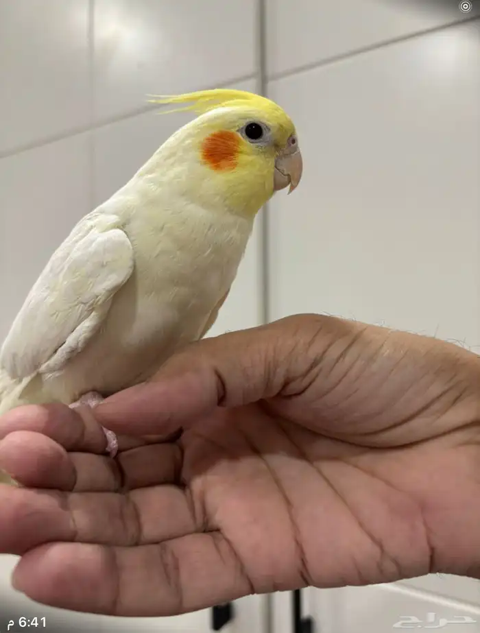 الي صامل يجي 1