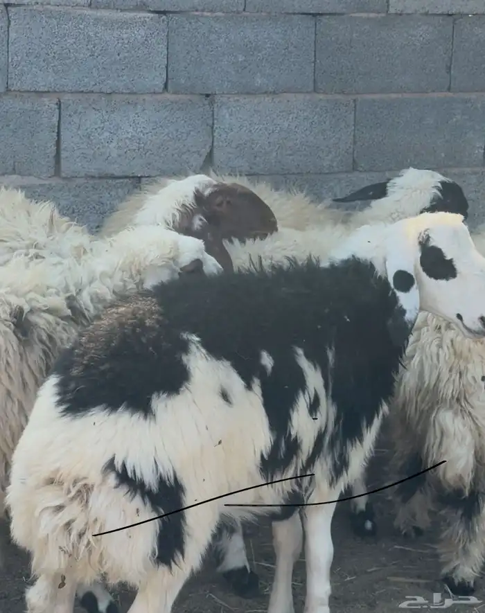 نعيم لبيع خمس رخال وخروف نظيفه مشروطه العمر من خمس شهور ال 2