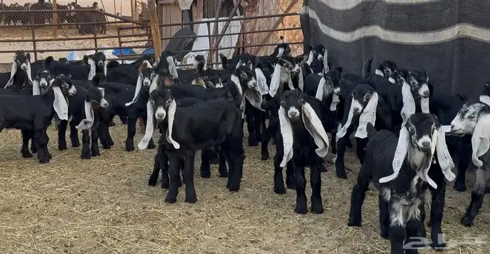 مراح عوارض متابيع فاخره الغالب اتوام 37 يتبعها 60 7