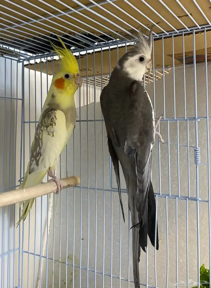 للبيع زوجين كروان منتجه 5