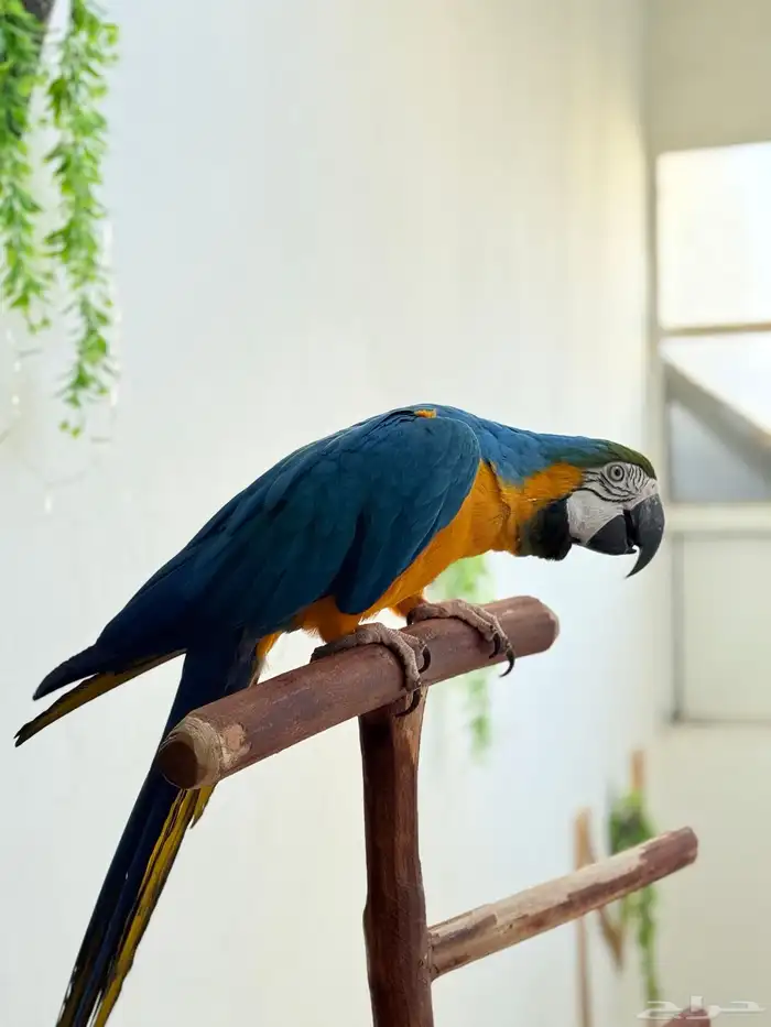 ببغاء مكاو اليف ولعوب ومتكلم 4