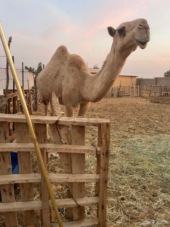 للبيع ناقة سديس ضريبه كفو شقحا 5