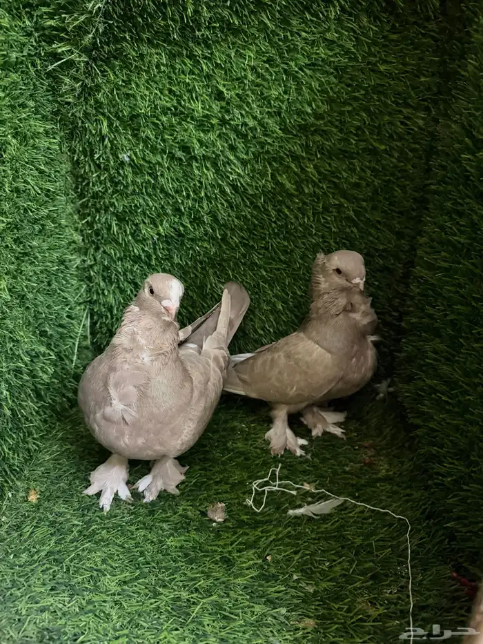 مجموعة ذكور زينه 35