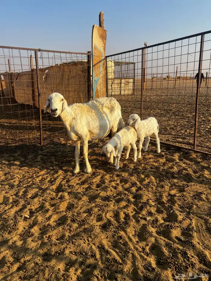 شاه معارخال 0