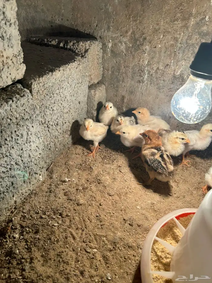 صوص بلدي فواخر والوان فواتح عمر 12 يوم 3