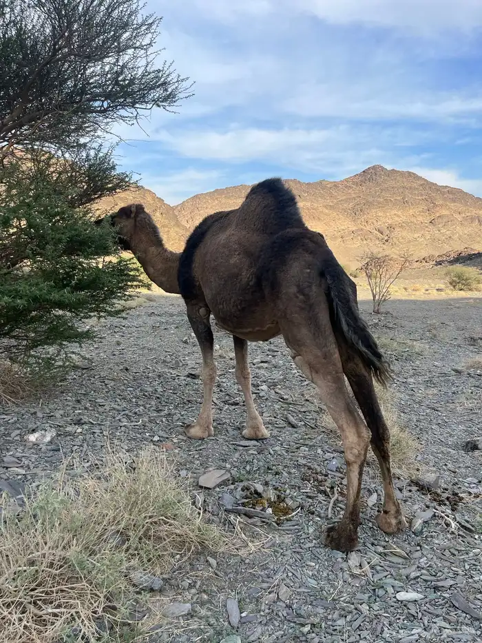 ناقه حمرا دهماء لقحه 2